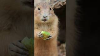 facts About Marmot in hindi  Marmot facts hindi  Marmot  marmot hulme shorts [upl. by Oretos]