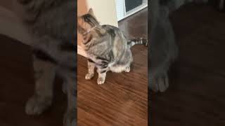 My cat plays with string cat funnycutecat sillycat [upl. by Calia]