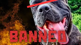 Dog breeds banned in India with immediate effect from March 12th 2024 [upl. by Nauqahs350]