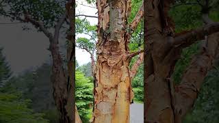 Interesting Paperbark on the Tree ontarionature maple shorts [upl. by Roanne]