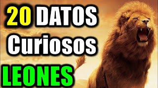 20 Datos Curiosos de los Leones  El Rey de la Selva [upl. by Dulce]