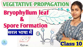 Vegetative Propagation in plants class 10 Spore formation class 10  Bryophyllum plant reproduction [upl. by Penland695]