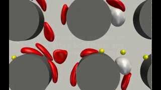 Simulation of blood separation in a deterministic lateral displacement device [upl. by Nuahc]