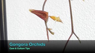 Gongora Orchids  Culture amp Care Tips [upl. by Aissat]