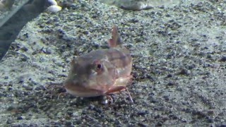 Wattenmeer Aquarium Ozeaneum Stralsund 2015 [upl. by Sueaddaht289]