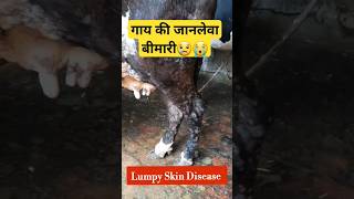 💥Lumpy Skin Disease in Cattle LSD cow viralshorts ytshorts lumpyskindisease lumpyvirus vet [upl. by Judi]