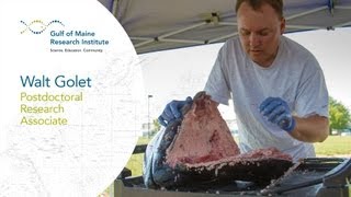 How to Extract a Bluefin Tuna Otolith [upl. by Horatius]