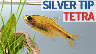 The Silver Tip Tetra A Peaceful and Active Fish for Your Aquatic Community Hasemania Nana [upl. by Reinhardt]