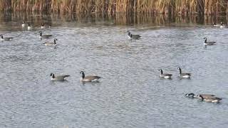 Canada goose at the pond 🦆🇨🇦 [upl. by Tnayrb]