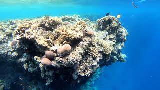 Snorkeling Shark Bay Ras Mohammed National Park Sharm El Sheikh [upl. by Jez]