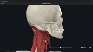 AnatomyBackneck suboccipital muscles التشريحالظهرالعنق عضلات ما تحت القفا [upl. by Novyad]