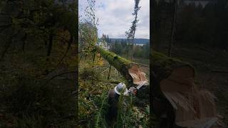 Sketchy Maples mitchzenobitrees shorts lumberjack chainsaw stihl timberfaller [upl. by Godwin334]