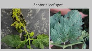 Identification of Septoria leaf spot of tomato [upl. by Ettore]