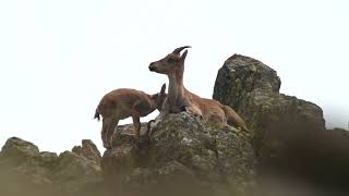 Iberian ibex Capra pyrenaica doe with calf  Sierra de Gredos near Guisando Spain 5102024 [upl. by Gyasi]