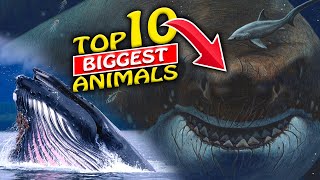 Top 10 Biggest Animals In The World – Largest Creatures On Earth II The Facts Report [upl. by Leoline]