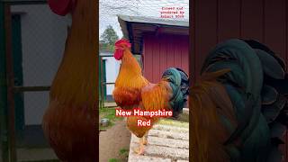 New Hampshire Red rooster crowing rooster chickens farming freerangechickens hühner gallinas [upl. by Maxey]