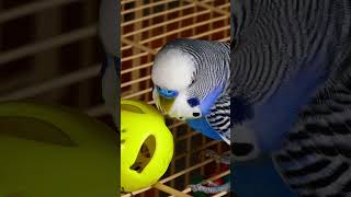 Budgie Singing to His Favorite Toy 🦜🎾🎵 [upl. by Lennox]