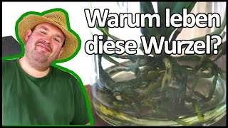 Das Geheimnis hinter Waterplants  Flol [upl. by Anelrats701]