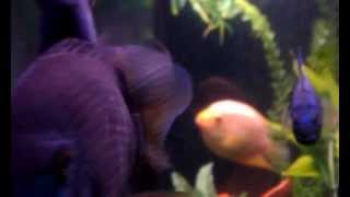 Red Gold Green Severums and Electric Blue Jack Dempseys [upl. by Lloyd104]