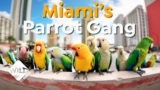 From the Wild to Miami The Parrot Invasion Story  Wild to Know [upl. by Yssor]