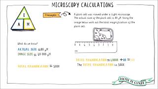 MICROSCOPY CALCULATIONS AQA 91 GCSE Biology Topic 1 Cell Biology [upl. by Naanac]