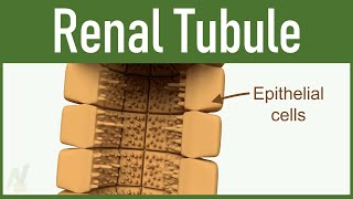 03 Nephron Structure Renal Tubule [upl. by Dorraj]