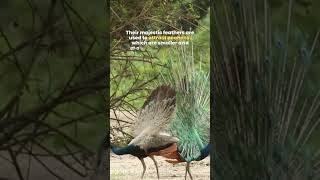 Peacocks 🦚 The Biggest Flying Birds on Earth [upl. by Dajma963]