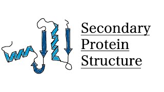 Secondary Structure of Proteins  MCAT Biochemistry [upl. by Akiemehs]