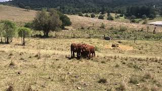 Boonah Working Dog Sale 2024  LeafCreek Willow [upl. by Leirbag]