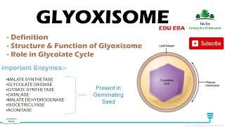 Glyoxysomes structure and function  Cell Biology For NEET REET BSC Class 12 [upl. by Aeslehc]