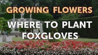 Where to Plant Foxgloves [upl. by Lustig43]