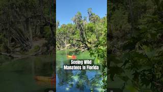 Where to find manatees in Florida Crystal River [upl. by Keefe414]