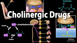 Cholinergic Drugs  Pharmacology Animation [upl. by Ahsii]