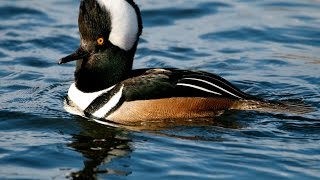 Hooded Merganser enhanced audio [upl. by Mccall]