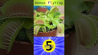 Venus Flytrap  Short [upl. by Floyd238]