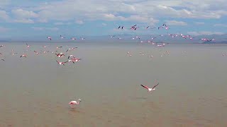 Experience Flight Like A Flamingo  The Wild Place  BBC Earth [upl. by Lashonda]