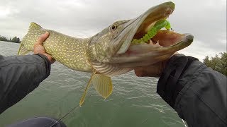 La pêche du brochet aux leurres en float tube  Big pike [upl. by Zennie489]