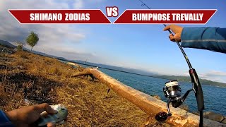 Shimano Zodias VS Bumpnose Trevally [upl. by Amak]