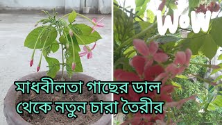 মাধবীলতা গাছের ডাল থেকে সহজেই নতুন গাছ তৈরীর উপায় [upl. by Ahtan]