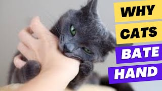 Why Do Cats Sometimes Bite Hand When Petted Understanding Cat Behavior [upl. by Mackey]