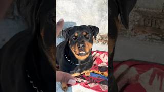 Speak training sandiiee ki😎😏 dog trending doglover rottweilerlove pets dangerous [upl. by Massingill529]