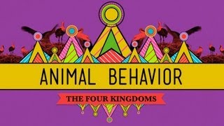 Animal Behavior  CrashCourse Biology 25 [upl. by Rothstein743]