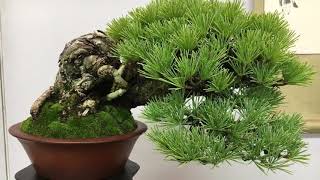 Shugaten Shohin Bonsai Show 2017 [upl. by Aimej]