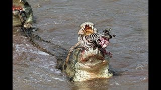 Crocs catch and eat zebra  incredible feeding behaviour [upl. by Chisholm]