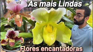 Orquídeas lindas e raras na cidade das Flores JUNHO 2024 [upl. by Anella]