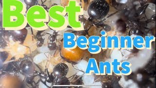 Ants For Beginners [upl. by Atter540]