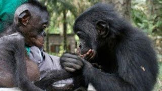 What Bonobos Can Teach Us [upl. by Ashatan]