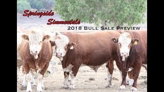 Springside Simmentals 2018 Bull Sale Preview [upl. by Ytsenoh]