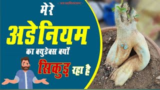 Why My Adenium Desert Rose Caudex Shrinking  मेरे अडेनियम का क्युडेक्स क्यों सिकुड़ रहा है [upl. by Nikki502]