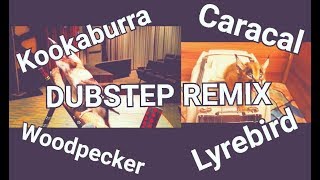 Kookaburra Caracal Woodpecker Lyrebird DUBSTEP REMIX [upl. by Stan]